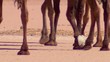 Zampe dromedari - Slow-motion Zampe dromedari - Slow-motion