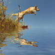 golden retriever en action