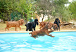 jeu de chiens en piscine jeu de chiens en piscine