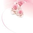 Wedding background with pink roses.