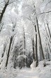 Path in winter beech forest on a frosty sunny morning