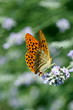 Papillon, Corse Papillon, Corse