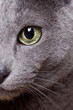 Katzenaugen