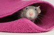 Maus Maus