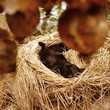 country scene01 country scene01