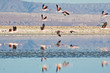 Flamencos andinos (Phoenicoparrus andinus)
