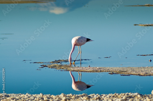 Foto: Flamenco andino (Phoenicoparrus andinus) Flamenco andino (Phoenicoparrus andinus)