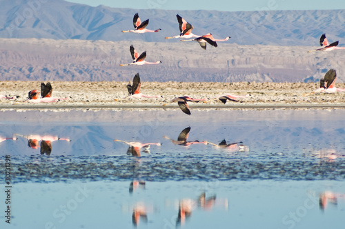 Foto: Flamencos andinos (Phoenicoparrus andinus) Flamencos andinos (Phoenicoparrus andinus)