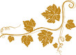 Weinrebe