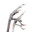 bird claw isolated