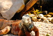 iguana