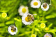macro bee on camomile