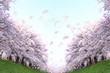 桜並木と花吹雪