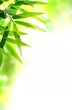Zen Bamboo design. With copy-space.