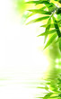 Zen Bamboo design. With copy-space.