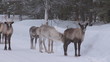 rentiere in schweden