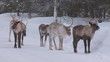 rentiere in schweden