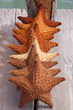Foto: starfish in row starfish in row