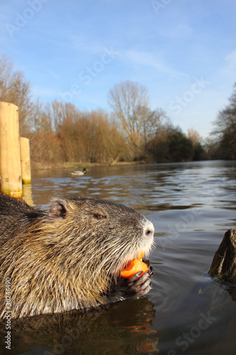 Photo: hungry nutria eating carrot hungry nutria eating carrot