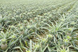 pineapple fruit field. pineapple fruit field.