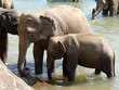 Elephants bathing