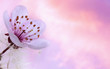 FLor de ciruelo y dandelion