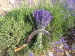 Récolte lavande fine - Lavandula angustifolia