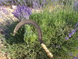 Peler la lavande fine - Lavandula angustifolia Peler la lavande fine - Lavandula angustifolia