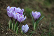 un bouquet de crocus un bouquet de crocus