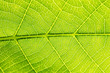 Blatt Makroaufnahme
