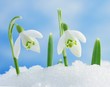 canvas print picture - Snowdrops in snow