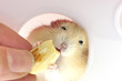 feed mouse fruit