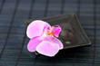Orchidee