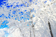 winter trees