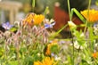 Abeille qui butine dans la prairie