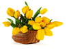 Yellow tulips in a basket on a white background. Yellow tulips in a basket on a white background.