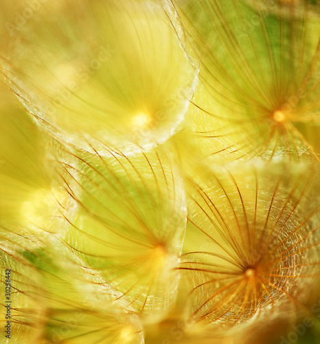 Photo: Soft dandelion flower Soft dandelion flower