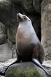 proud sea lion