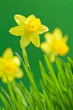 narcissus narcissus