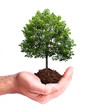 green concept