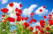 red poppies