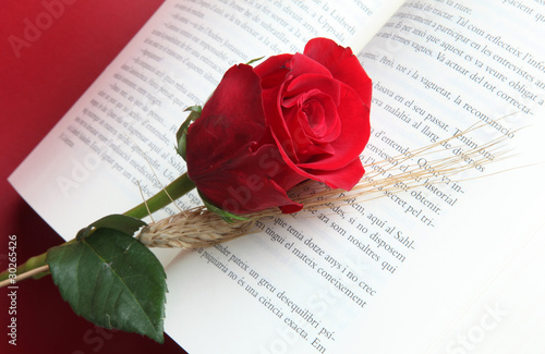 Foto: sant jordi sant jordi