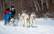 Sled Dog Race