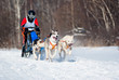 Foto: Sled Dog Race Sled Dog Race