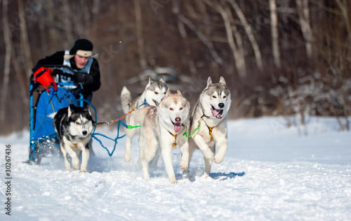 Foto: Sled Dog Race Sled Dog Race