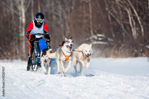 Photo: Sled Dog Race Sled Dog Race