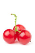 red currant