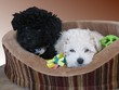 deux chiots caniches deux chiots caniches