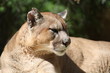 Cougar Cougar
