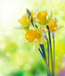 Yellow daffodil flowers on blurred background